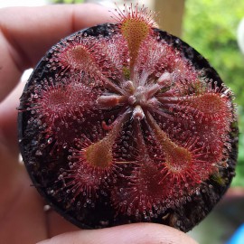 بذر گیاه حشره خوار دروزرا اسپاتولاتا