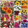 پکیج بذر گل های بهاری