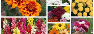 پکیج بذر گل های بهاری