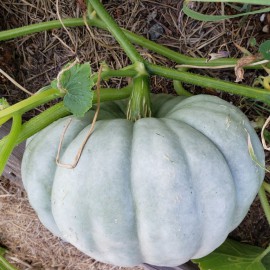 بذر کدو تنبل جراح دل بذر کدو تنبل جراح دل