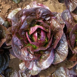 بذر کاهو لیتل جم قرمز بذر کاهو لیتل جم قرمز