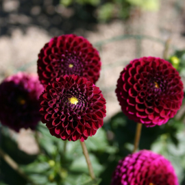 پیاز گل کوکب