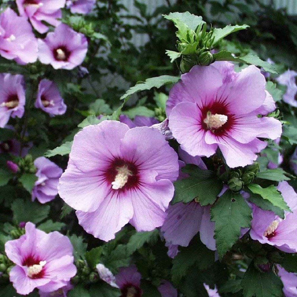 بذر ختمی درختی صورتی بذر ختمی درختی صورتی