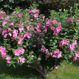 بذر ختمی درختی صورتی بذر ختمی درختی صورتی