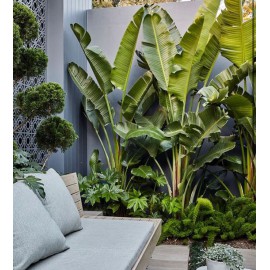 بذر گل پرنده بهشتی بذر گل پرنده بهشتی