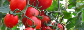 بذر گوجه فرنگی ستاره زنگوله ای ارگانیک