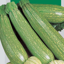 بذر کدو سبز زود رس گنووس F1