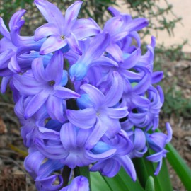 پیاز گل سنبل آبی