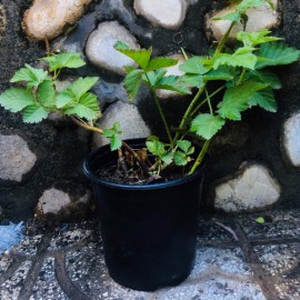 نهال بلک بری