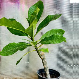 نهال پلومریا هیبرید نهال پلومریا هیبرید