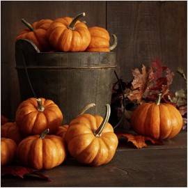 بذر کدو تنبل کوچک جک بی