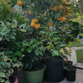 نهال لیمو قرمز