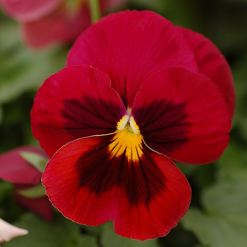 بذر گل بنفشه قرمز خالدار