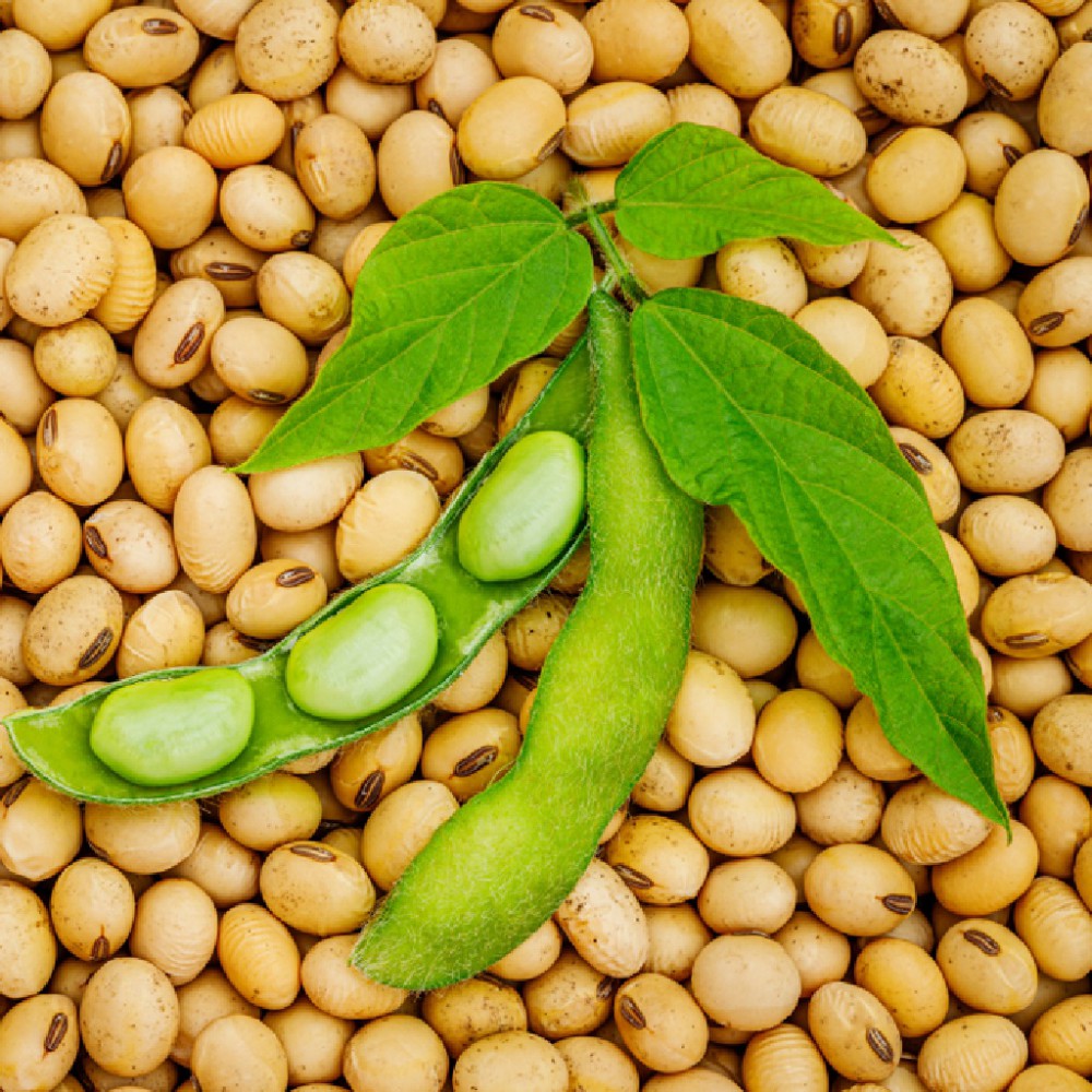 بذر سویا بذر سویا