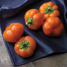 بذر فلفل دلمه بشقابی نارنجی