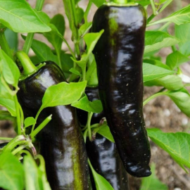 بذر فلفل شیرین سیاه