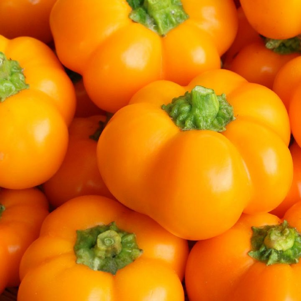 بذر فلفل دلمه بشقابی نارنجی