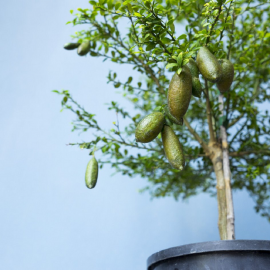 نهال لیمو انگشتی