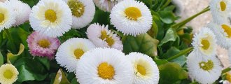 بذر گل مینا چمنی سفید