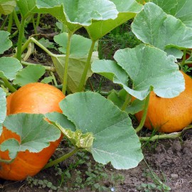 بذر کدو تنبل کوچک جک بی