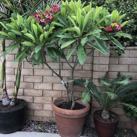 نهال پلومریا هیبرید نهال پلومریا هیبرید