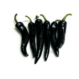 بذر فلفل شیرین سیاه