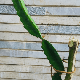 نهال میوه اژدها یا دراگونفروت نهال میوه اژدها یا دراگونفروت