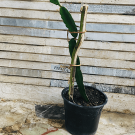 نهال میوه اژدها یا دراگونفروت نهال میوه اژدها یا دراگونفروت