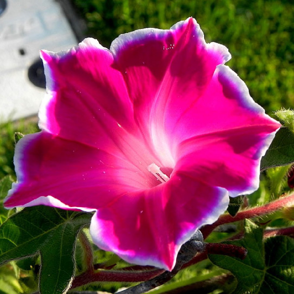 بذر گل نیلوفر پیچ نیل کورنل بذر گل نیلوفر پیچ نیل کورنل