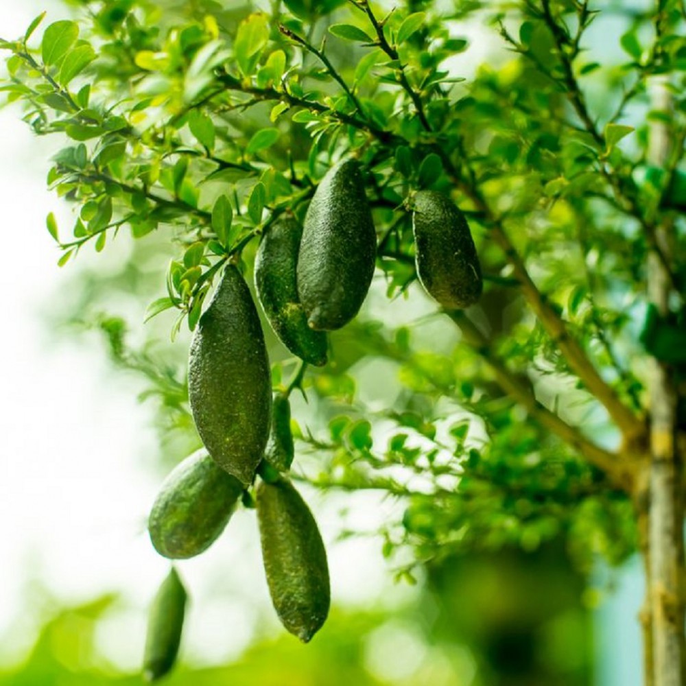 نهال لیمو انگشتی نهال لیمو انگشتی