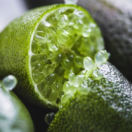 نهال لیمو انگشتی نهال لیمو انگشتی