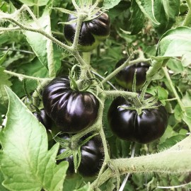 بذر گوجه فرنگی بلک بیوتی بذر گوجه فرنگی بلک بیوتی
