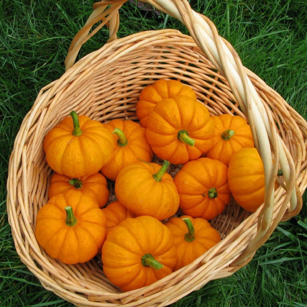 بذر کدو تنبل کوچک جک بی