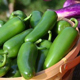 فلفل هالوپینو تازه ارگانیک فلفل هالوپینو تازه ارگانیک