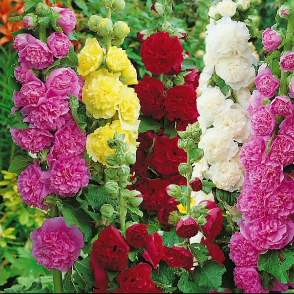 بذر گل ختمی پرپر الوان