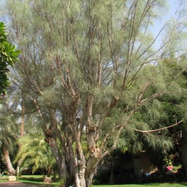 بذر درخت مورینگا پرگرینا