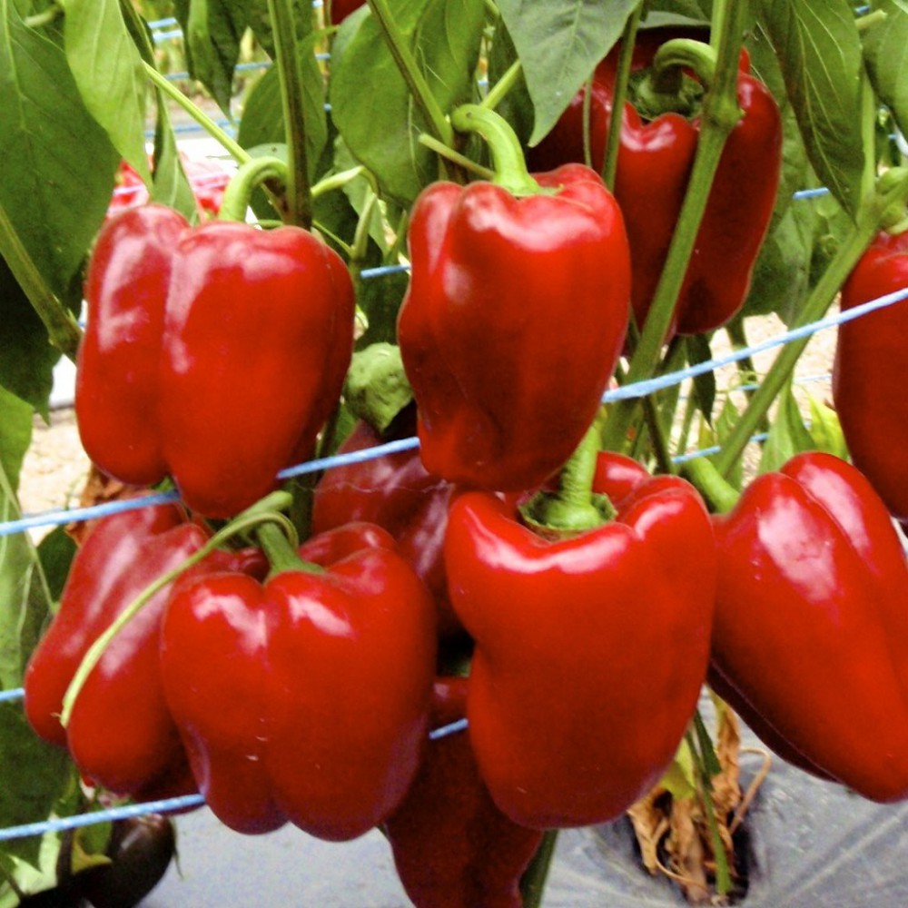 بذر فلفل دلمه قرمز کوادراتو داستی