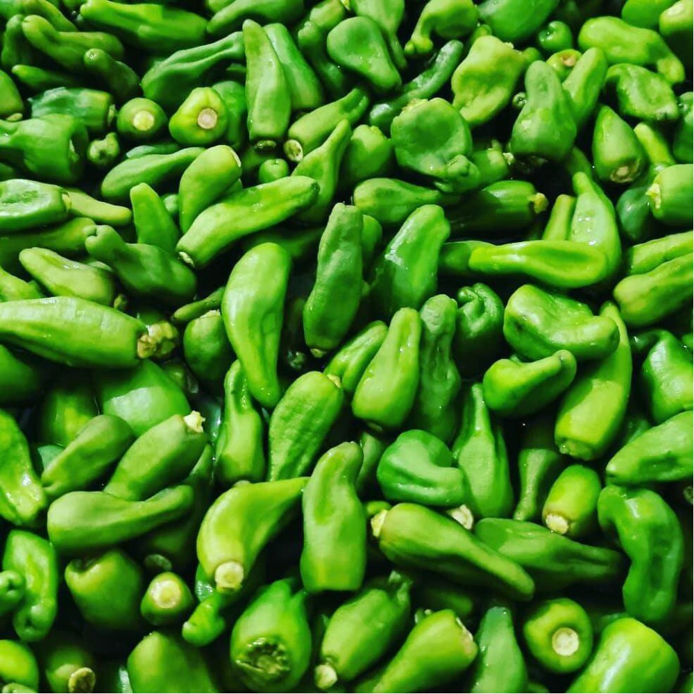 بذر فلفل همدانی بذر فلفل همدانی