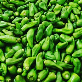 بذر فلفل همدانی بذر فلفل همدانی