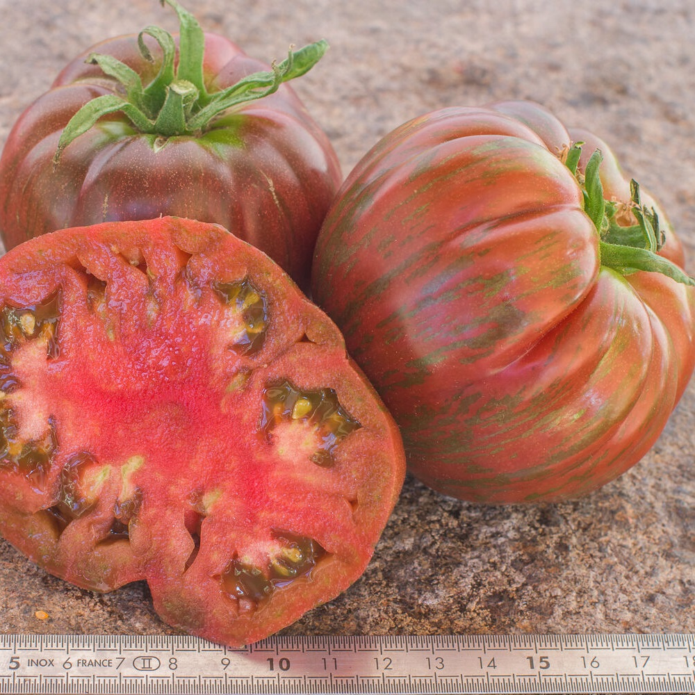 بذر گوجه فرنگی صورتی راه راه بذر گوجه فرنگی صورتی راه راه