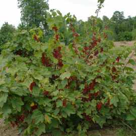 نهال انگور فرنگی قرمز نهال انگور فرنگی قرمز