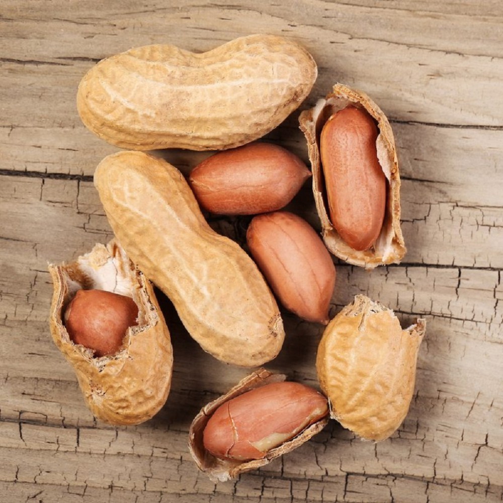 بذر بادام زمینی بذر بادام زمینی