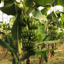 نهال موز کاوندیش پاکوتاه نهال موز کاوندیش پاکوتاه