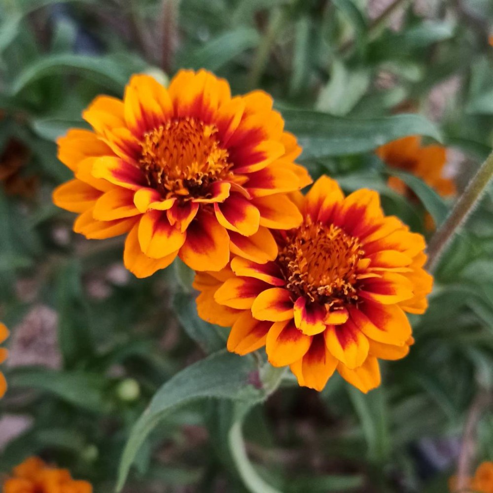 بذر گل آهار مکزیکی