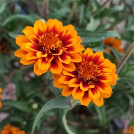 بذر گل آهار مکزیکی