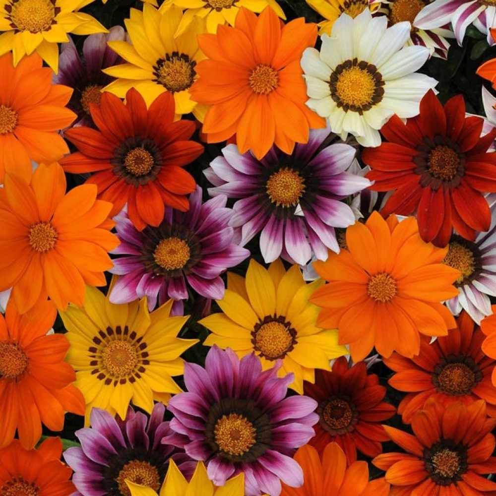 بذر گل گازانیا الوان بذر گل گازانیا الوان