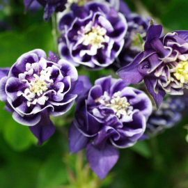 بذر گل تاج الملوک پرپر بذر گل تاج الملوک پرپر