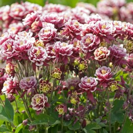 بذر گل تاج الملوک پرپر بذر گل تاج الملوک پرپر