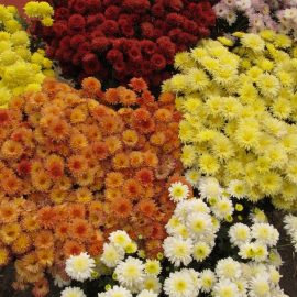 بذر گل داوودی الوان بذر گل داوودی الوان