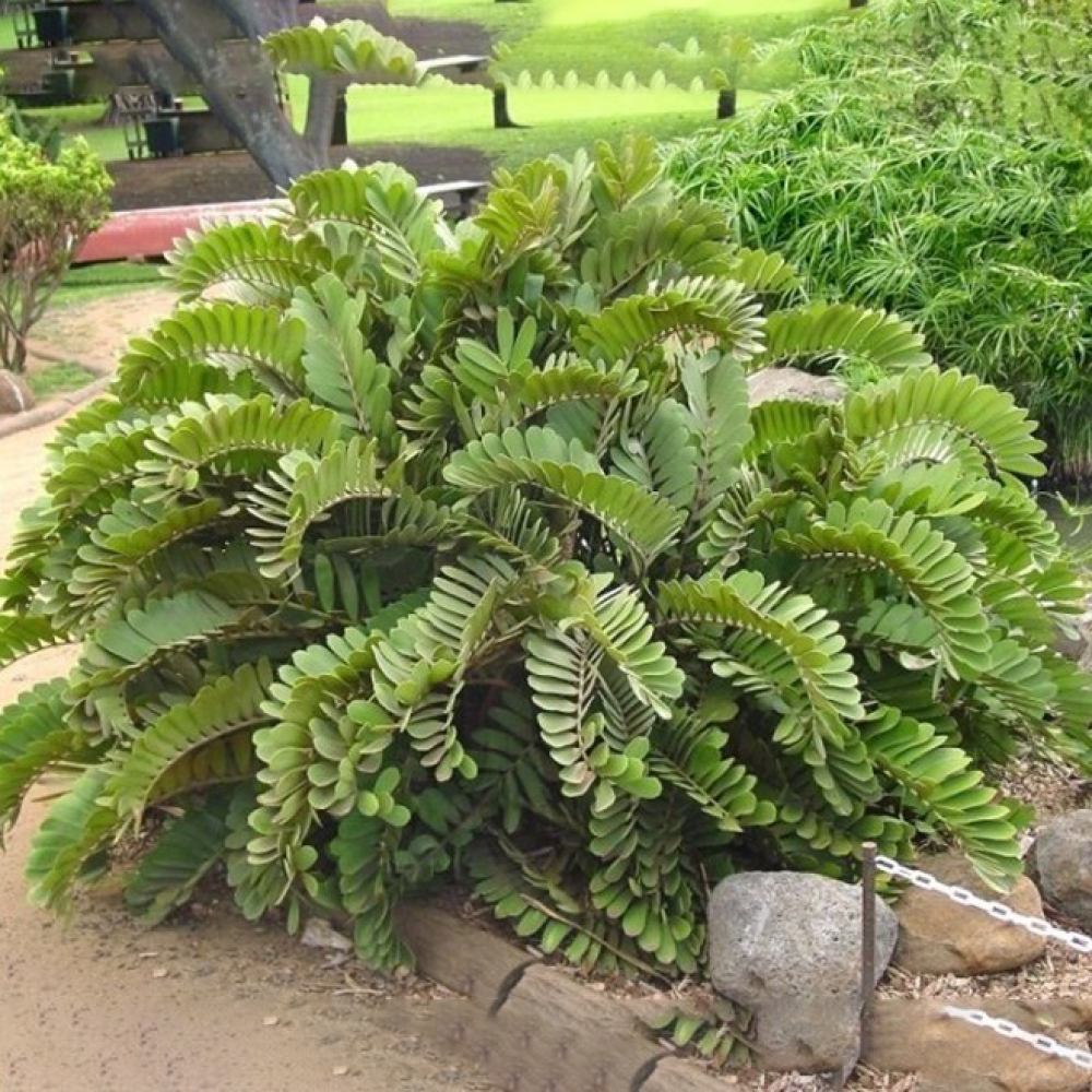 بذر سیکاس زامیا بذر سیکاس زامیا